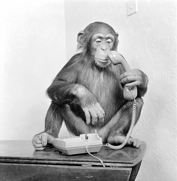 Animals: Chimpanzees: Chimps with telephones. May 1986 86-2531-005