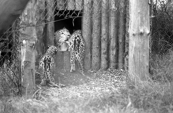 Animals  /  Cute. Howletts Zoo. Leopard Cubs. August 1977 77-04422-004