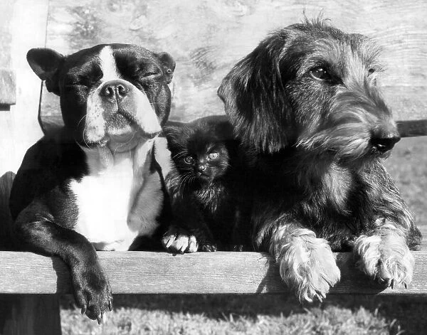 Animals - Dog. Twiggy (now 6 weeks) old and her two doggie friends