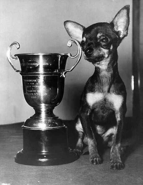 Animals: Dogs: The best Puppy in the show - thats the title won by '