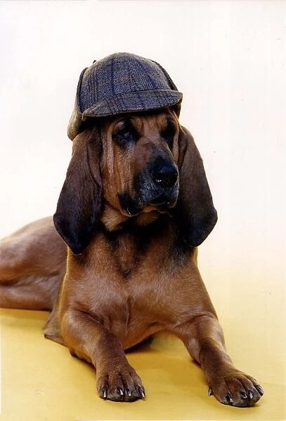Animals Dogs Bloodhounds circa 1990