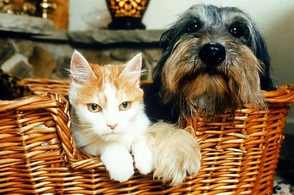 Animals Dogs Celebrity pets feature. Poppy the Dog and Sophie the Cat in a basket