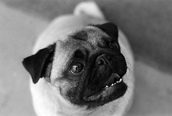 Animals Dogs Pug Dog June 1962