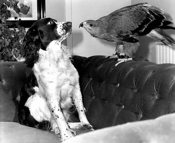 Animals friendship Dogs Dog Bird of Prey African Tawney Eagle September 1983