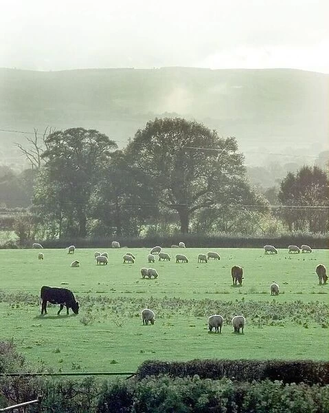 Animals graze in a field in Ryton, Shropshire with a view of Long Mynd in the background