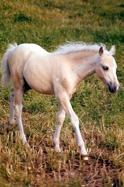 Animals - Horses Young Foal -may 1971 Pony Ponies