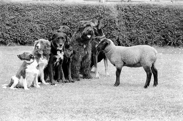 Animals: Humour: 'Daisy'the 12 week old Lamb has joined the Dog Training Club