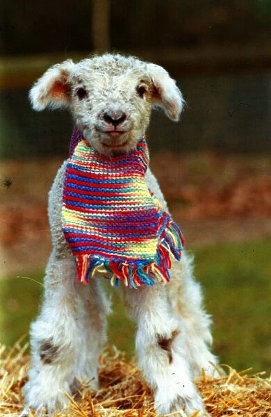 Animals - Lamb wearing scarf December 1988 A©mirrorpix
