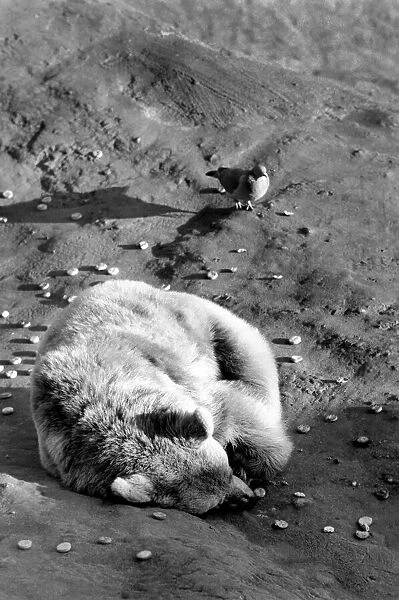 Animals: London Zoo: Polar Bear. January 1977 77-00026-006