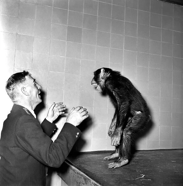 Animals Monkey Humour. Monkeys table manners. September 1953 D5598-002