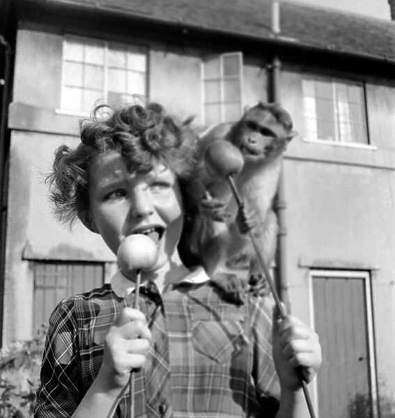 Animals: Monkeys: Chimps: Children: Judy the Chimp shares a toffee apple with a young