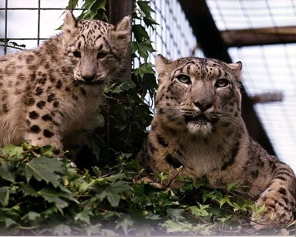 Animals Snow Leopards mum Shah and cub Raisa at Chessington World of Adventures Zoo Theme