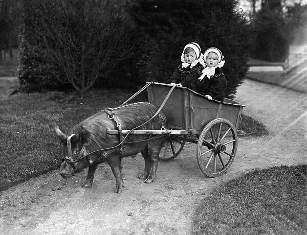 Animals Zoo. An English Pig trained to draw a cart. August 1947 P015063