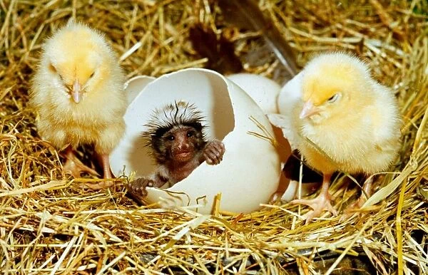 April Fools joke: Charlie the chickpanzee Two little chicks sitting in hay with a