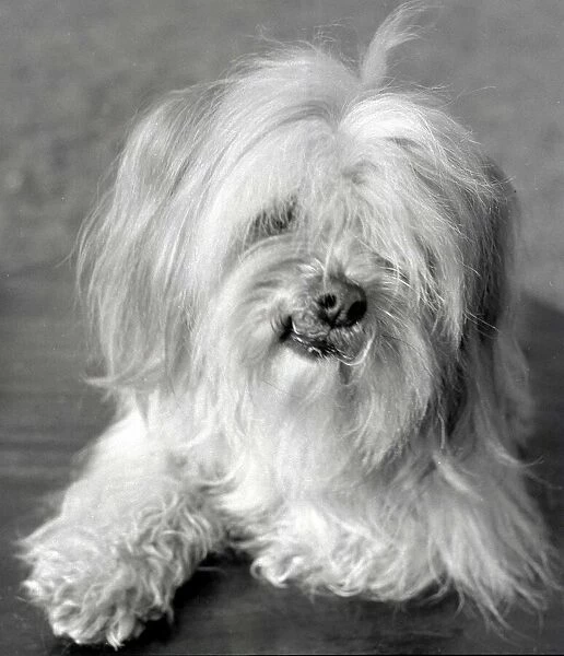 An Apso a Tibetan breed of dog Animal small little lap dog #21520506