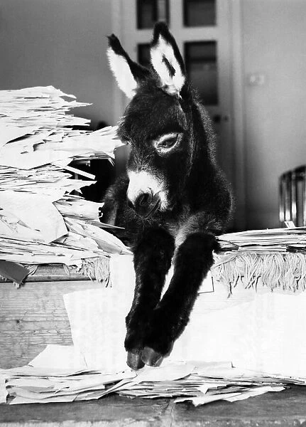 Asset the donkey nestles among the 2, 250 suggestions for a name