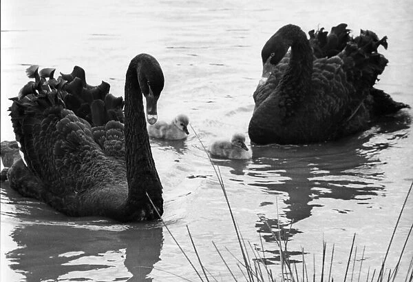 Two Australian black swans with their cygnets