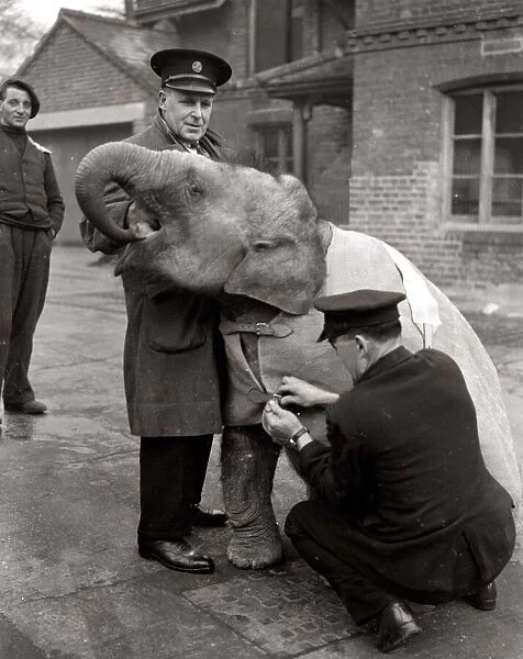 Baby Elephant at London Zoo December 1949