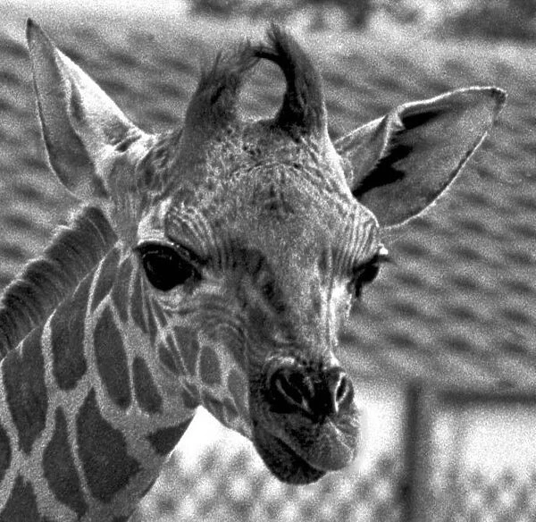 Baby giraffe at Twycross zoo, Warwickshire. 14th June 1984