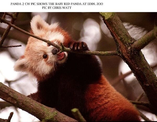 Baby red panda bear chewing on branch of a tree at Edinburgh Zoo 1997