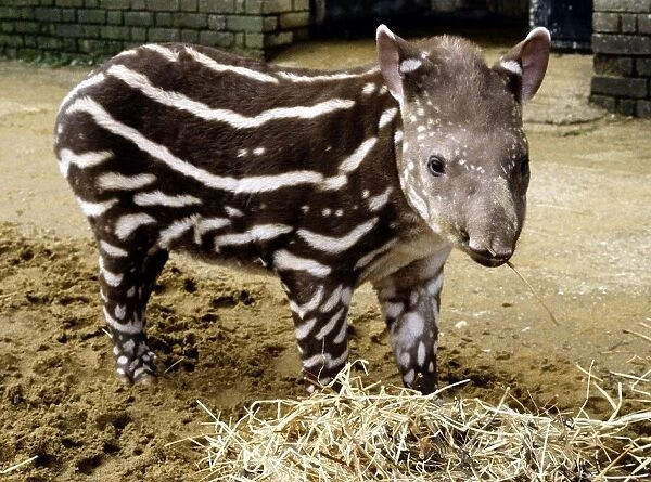 A baby tapir at london Zoo September 1984