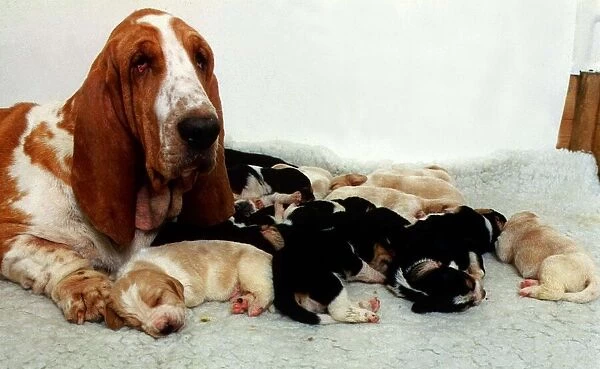 Bassett Hound with Pups Puppies - December 1995