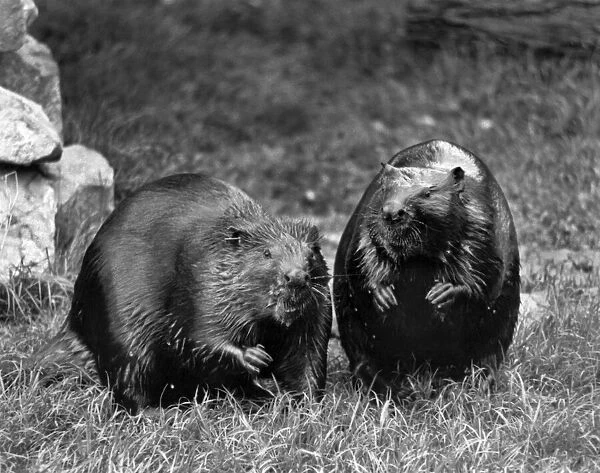 Beavers Chasher and Chawer seen here at London Zoo. May 1987 P007484