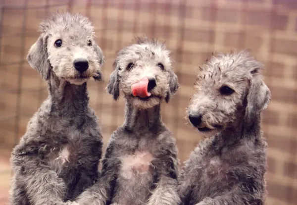 Three Bedlington Terrier puppies