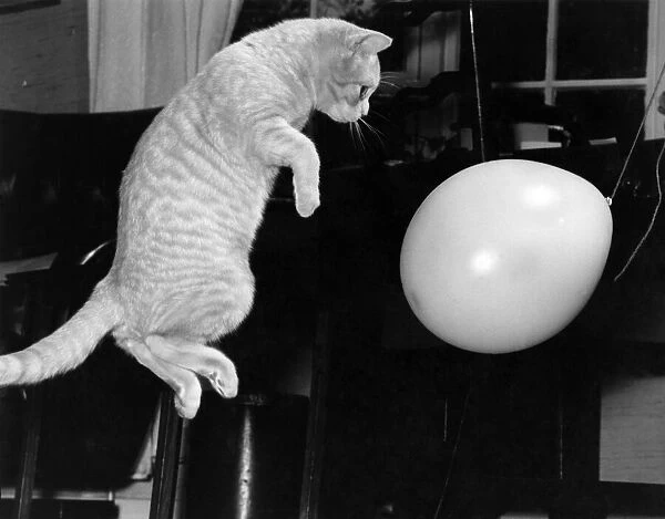 'Benjie'the pet cat owned by Majorie Proops seen here playing with a balloon