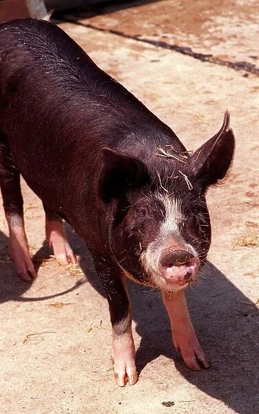 Berkshire pig at Aldenham Country Park July 1996