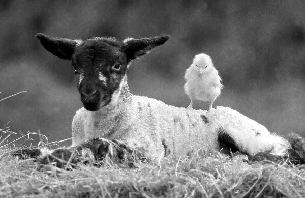 Best friends chick and lamb enjoy the spring sunshine in the run up to Easter. March 1988
