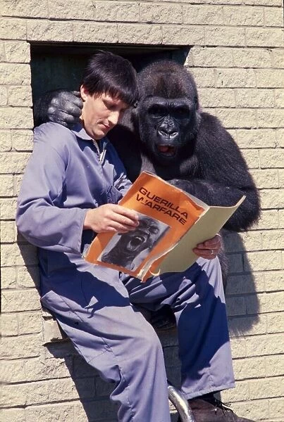 Blackpool Zoo keeper Mike Clarkson with gorilla Kumba reading a paper together