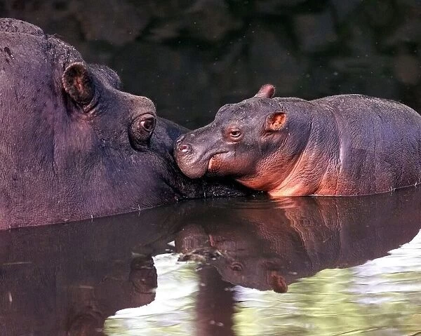 'Bliss'the newborn hippo with her mum Barbell at the West Midland Safari Park