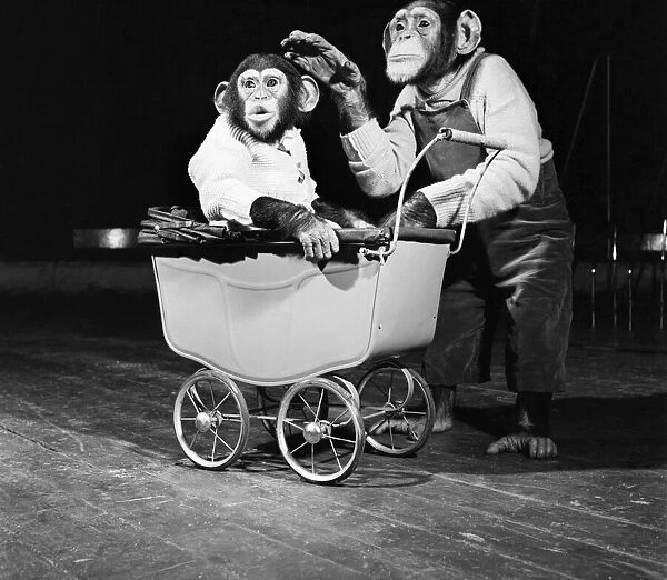 Bobo & Pepe the chimps. April 1952 C1740-001