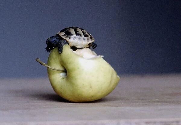 Bodie the tortoise pon top of an apple January 1982