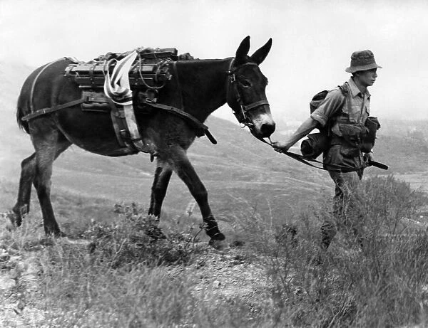 British ArmyIs last mule team climbs Crest Hill on the Hong Kong