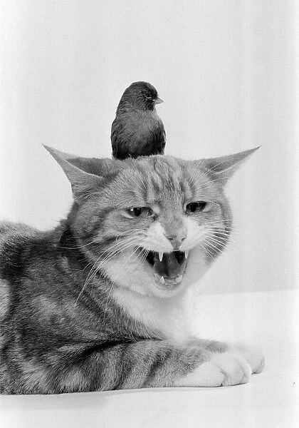 Cat & Bird in studio 26th November 1986. *** Local Caption *** Best of friends Best
