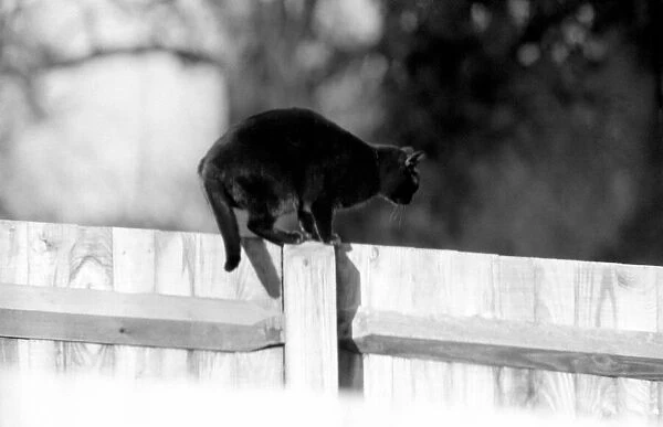 Cat on fence. 1982 LF08-16-049