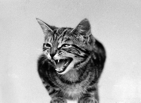 The cat that roared. June 1973 P005153