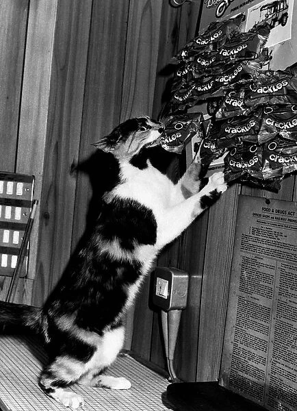 Cat stealing packet pork scratchings Squeak pub cat belongs to Marjorie Birchall Roebuck