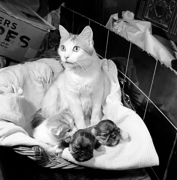 Cat who is fostering abandoned puppies. 1959