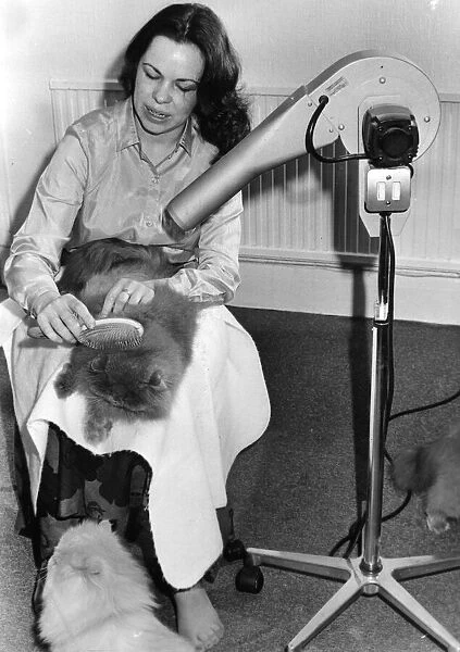 Cats - Mrs Gail Miller using a hairdryer and brush to groom one of her cats - 16th Jan