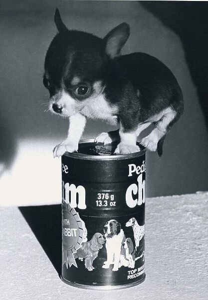 Chihuahua Puppy on a Pedigree Chum tin of dog food January 1981
