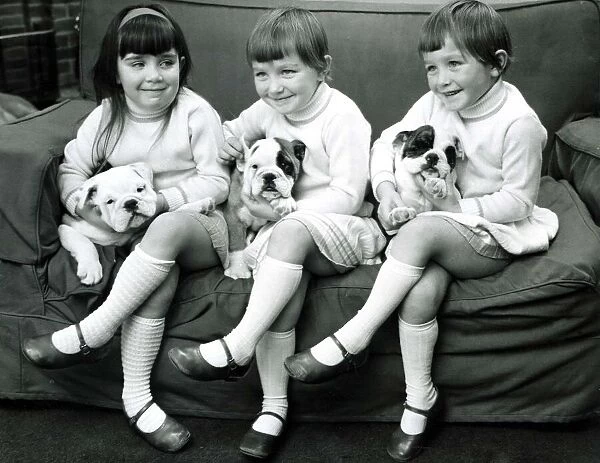 Children Animals Dogs Bulldogs Two sets of triplets
