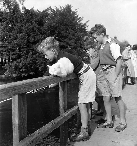 Children Fishing in river Avon near Salisbury & cat watches. August 1952 C4155