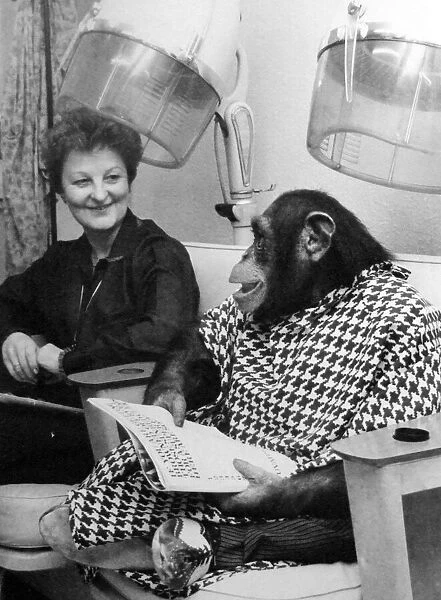 A chimp from Twycross Zoo enjoys a little pampering at the hair dressers. December 1981