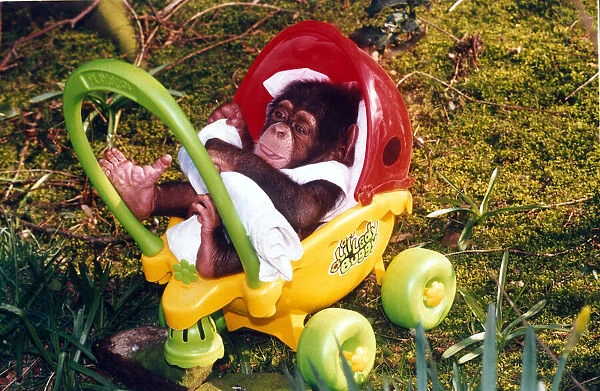 Chimpanzee in buggy - July 1996 Baby chimpanzee