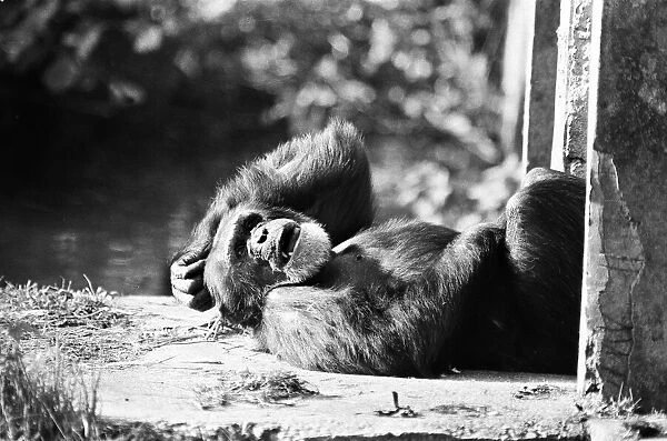 Chimpanzee relaxing at the Chimpanzee breeding centre at Chester Zoo 23rd October
