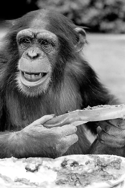 Chimpanzee at Twycross Zoo gives a shout of disapproval after eating some of his jam