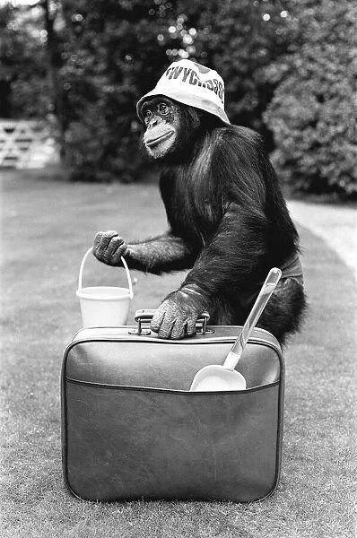 A Chimpanzee at Twycross Zoo ready for travelling. 27th May 1981